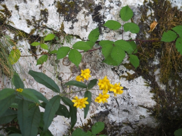 Da Plitvice: Lysimachia vulgaris (Primulaceae)